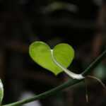 green leaf